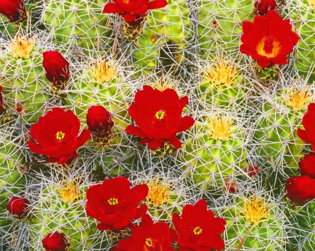 

Cactus Red Flowers – Paint By Numbers - 40*50CM, 501 Original