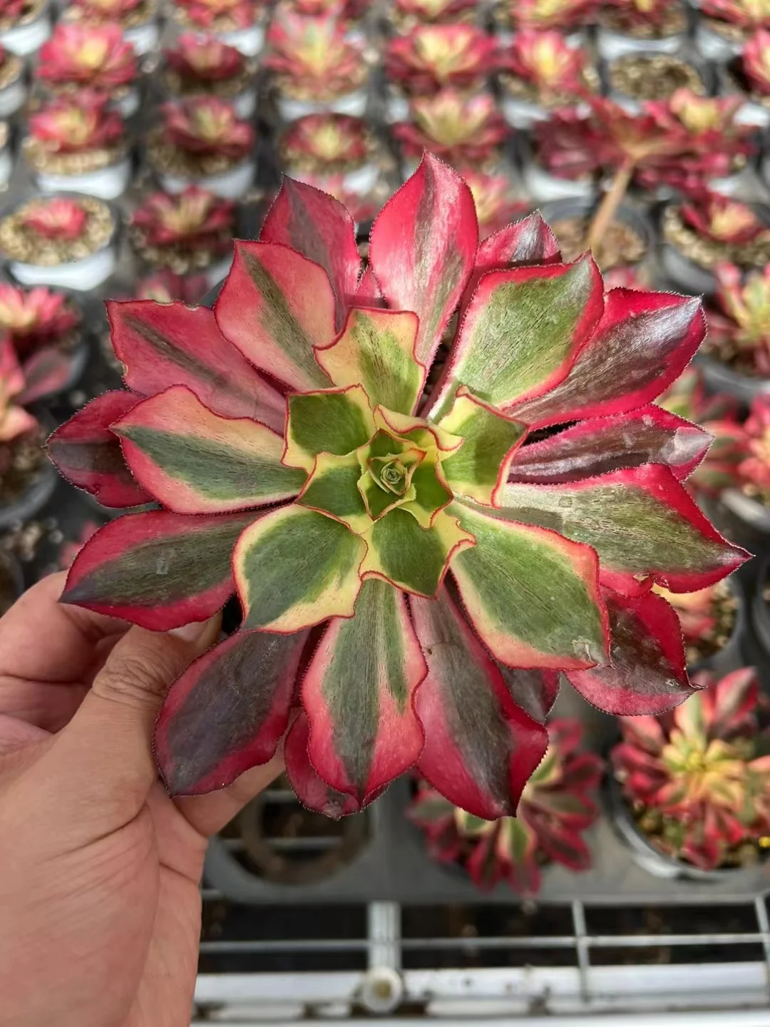 plant Aeonium Echeveria Haworthia  Caudex  Lithops Cactus  Agave 