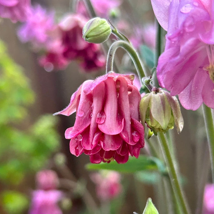 Aquilegia Double Mix Flower | X 50 Seeds