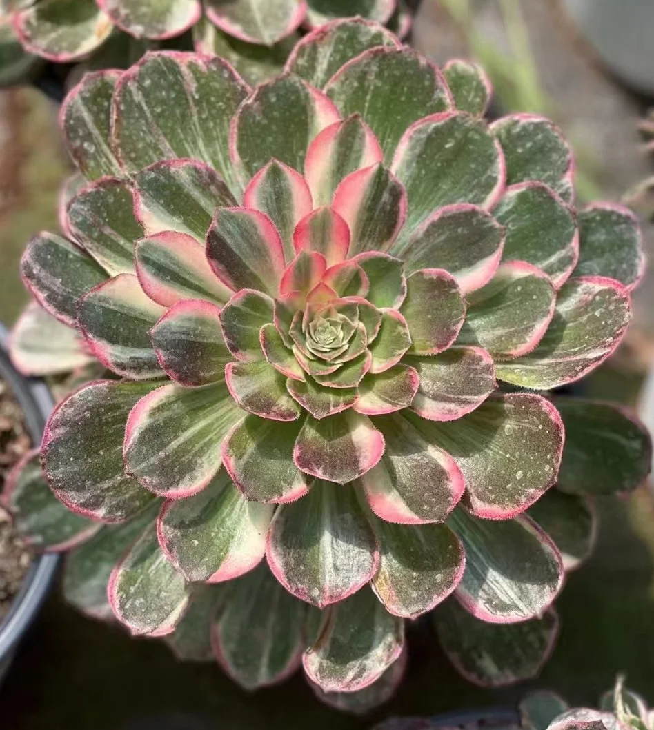 plant Aeonium Echeveria Haworthia  Caudex  Lithops Cactus  Agave 