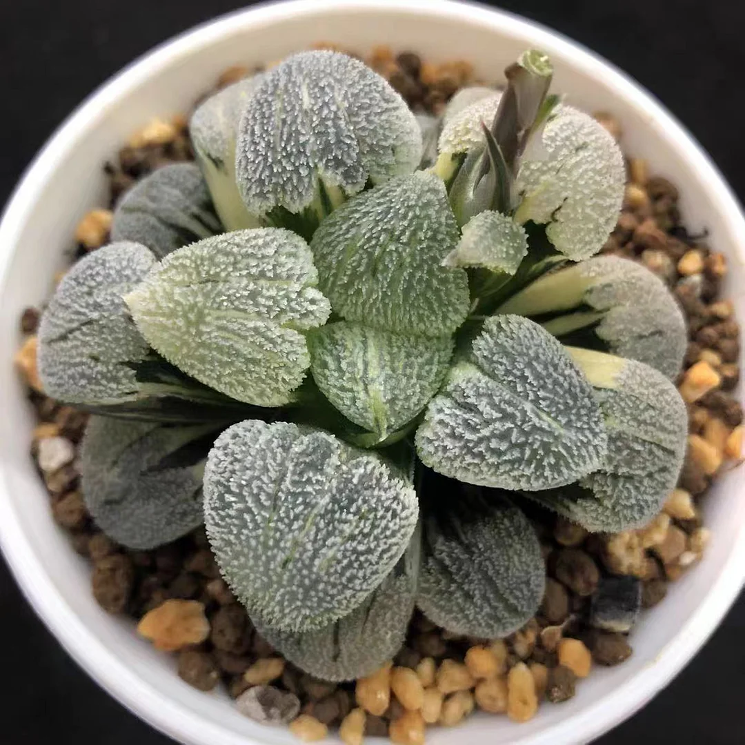979.haworthia pygmaea varigated succulent 4.5cm/ Haworthia/ Succulent plants / Garden landscape / Carefully select healthy plants