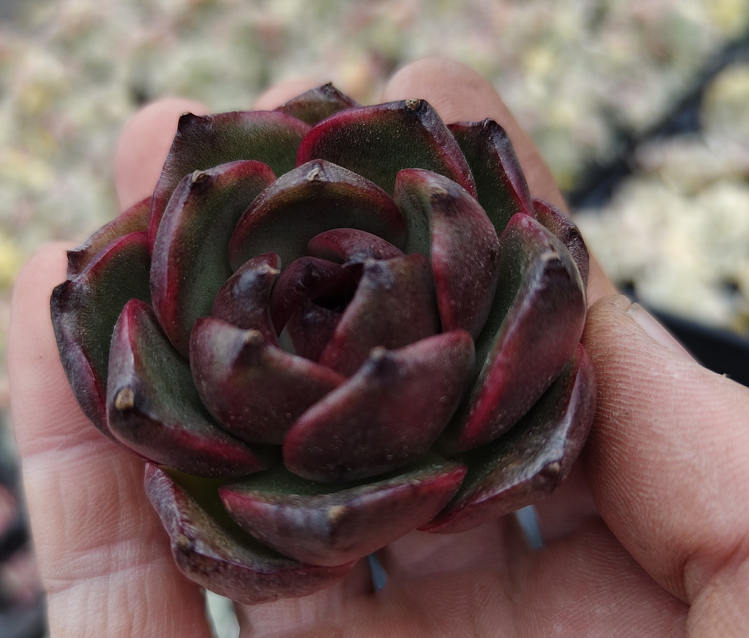 plant Aeonium Echeveria Haworthia  Caudex  Lithops Cactus  Agave 