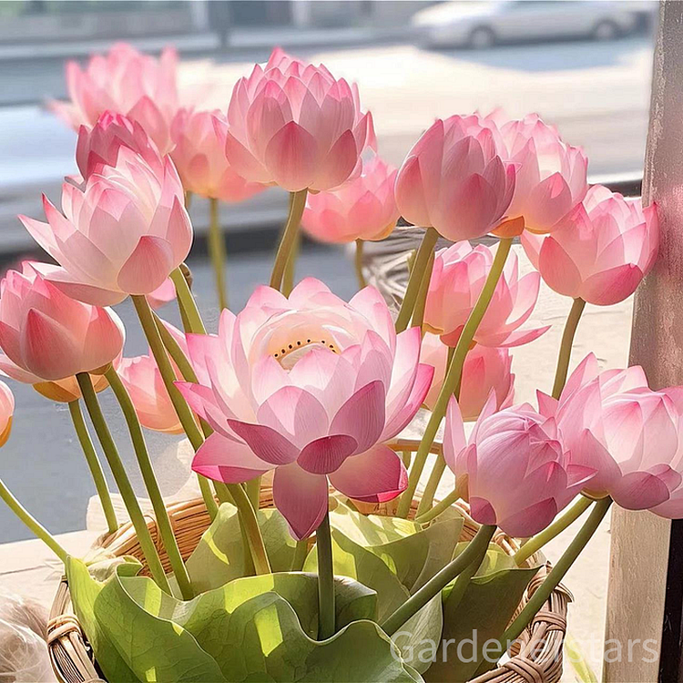🌸【7 days germination】Last Day Sale - 50% OFF💐The Sacred Bonsai Bowl Lotus Flower