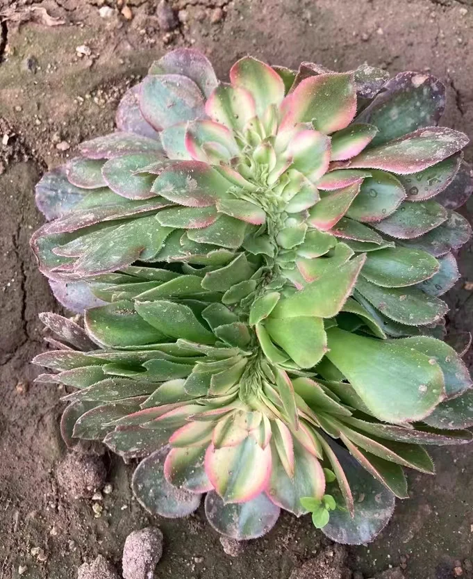 plant Aeonium Echeveria Haworthia  Caudex  Lithops Cactus  Agave 