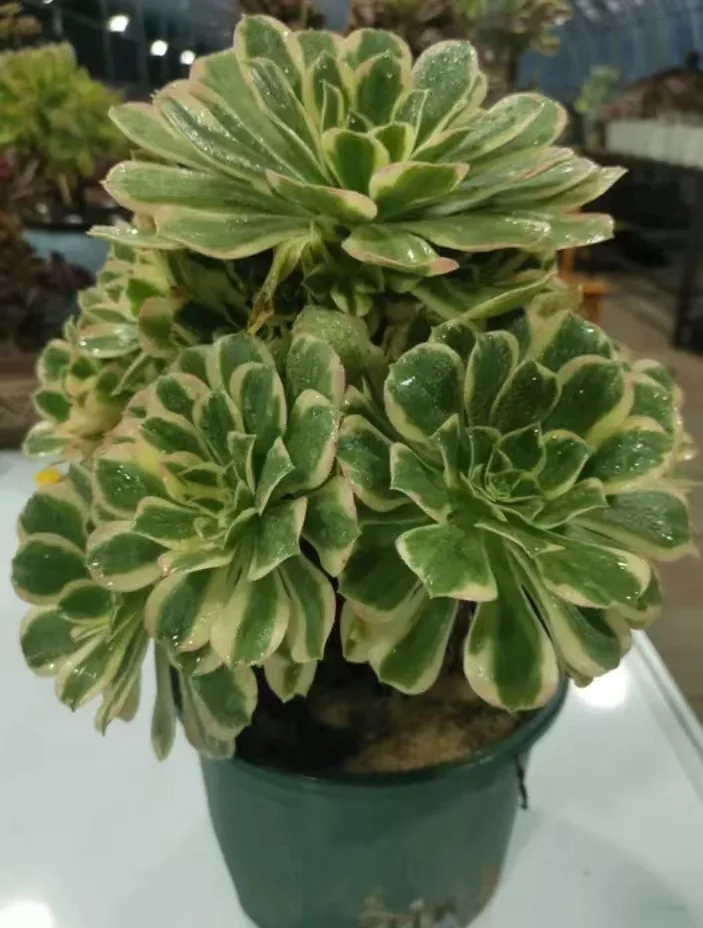 plant Aeonium Echeveria Haworthia  Caudex  Lithops Cactus  Agave 