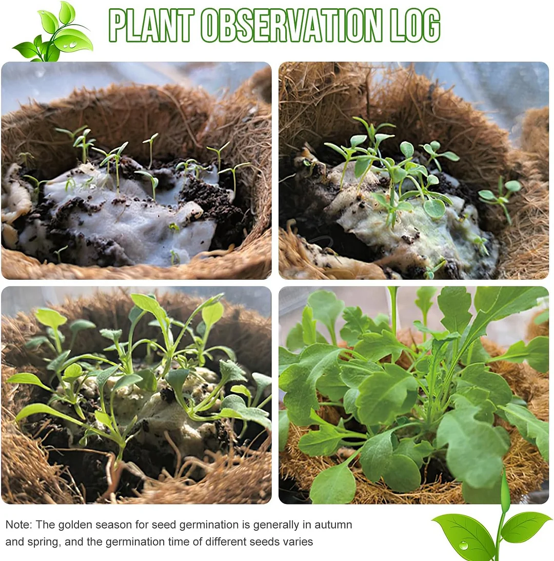 🌱2025 Eco-Friendly Plantable Seed Calendar🗓️