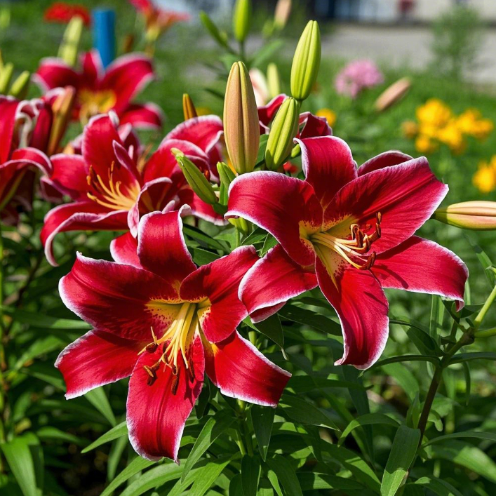 Double-petaled bicolor fragrant lily Bulbs—Fresh and Sweet