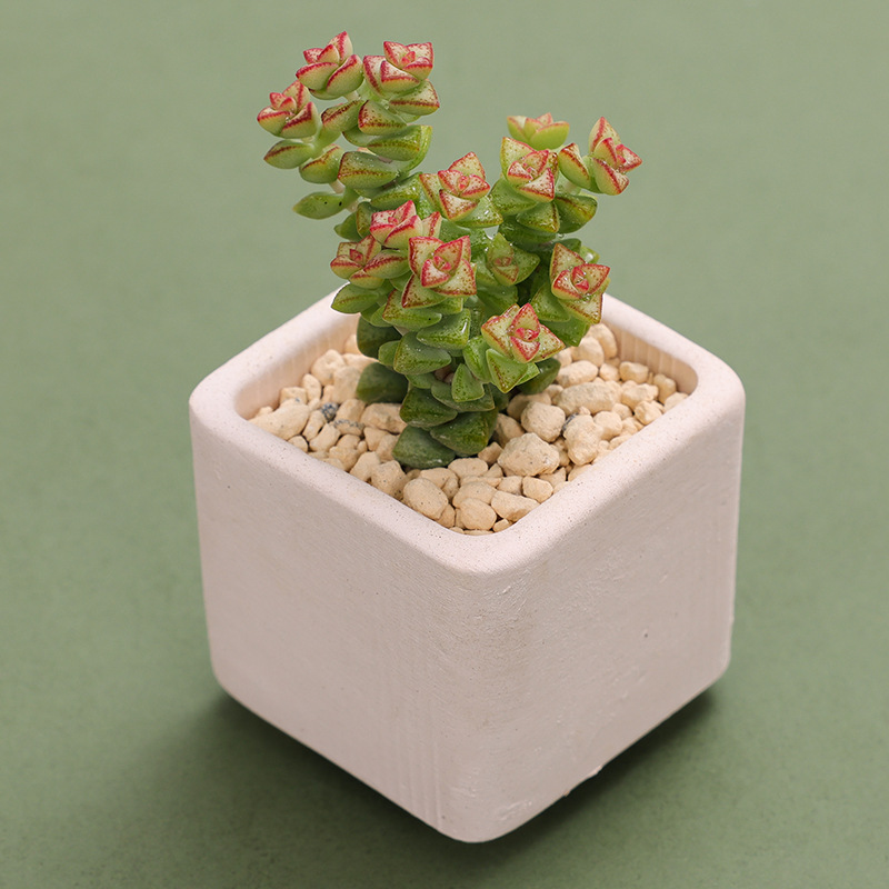 Unique Square Pure White Porcelain Flower Pot