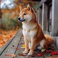 Shiba Inu Contemplating - Diamond Painting