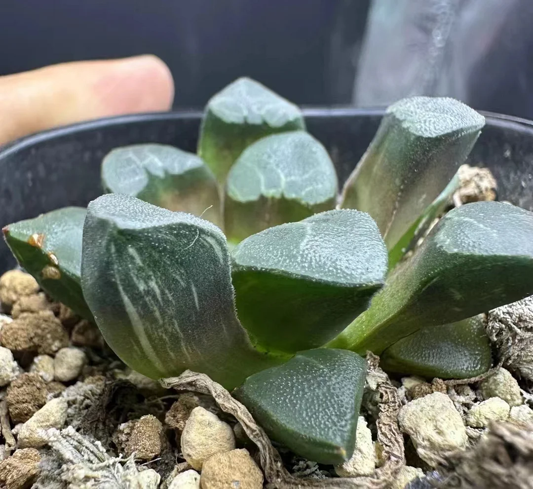 plant Aeonium Echeveria Haworthia  Caudex  Lithops Cactus  Agave 