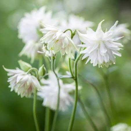 Aquilegia vulgaris White Barlow Columbine Flower | X 30 Seeds
