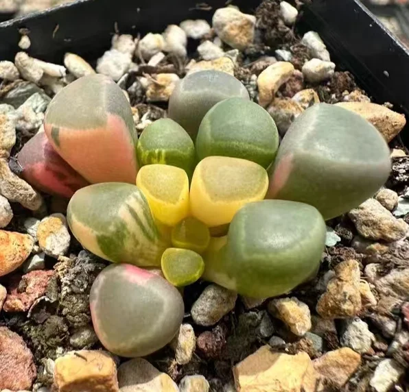plant Aeonium Echeveria Haworthia  Caudex  Lithops Cactus  Agave 