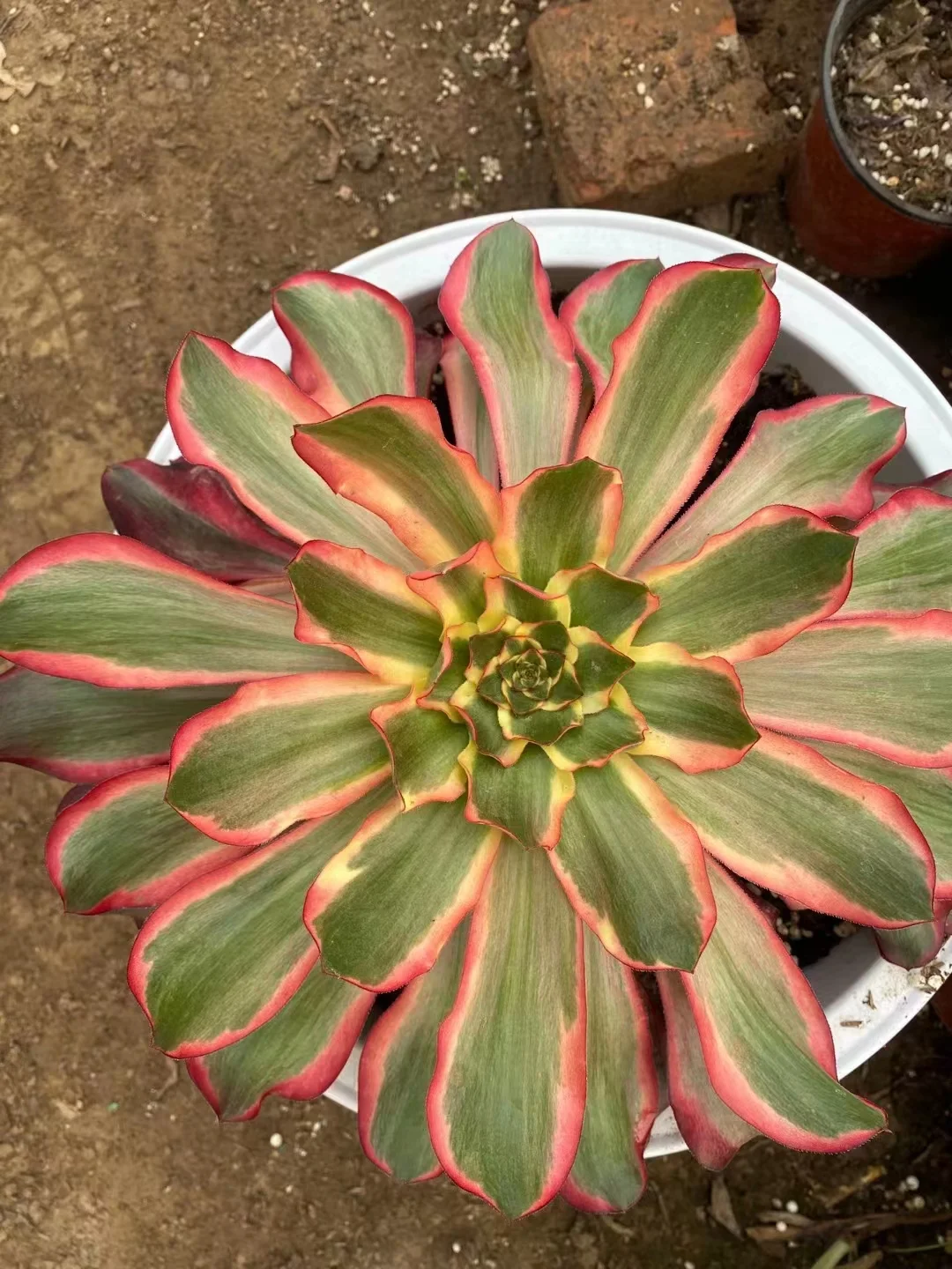 plant Aeonium Echeveria Haworthia  Caudex  Lithops Cactus  Agave 