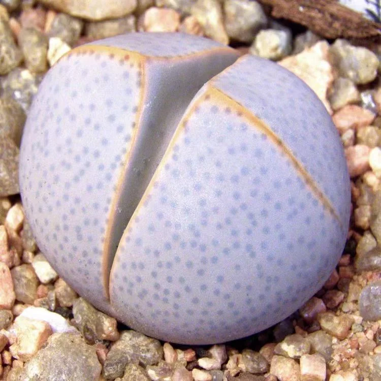 plant Aeonium Echeveria Haworthia  Caudex  Lithops Cactus  Agave 