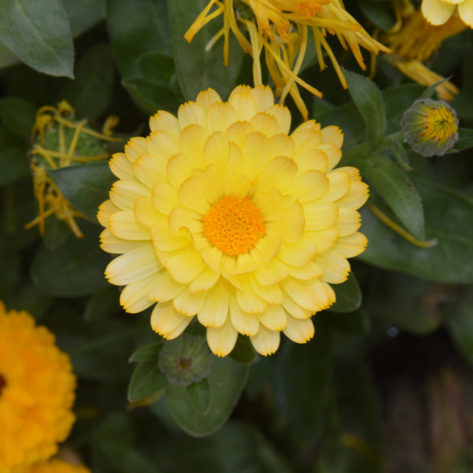 Calendula Double Lemon Flower | X 50 Seeds