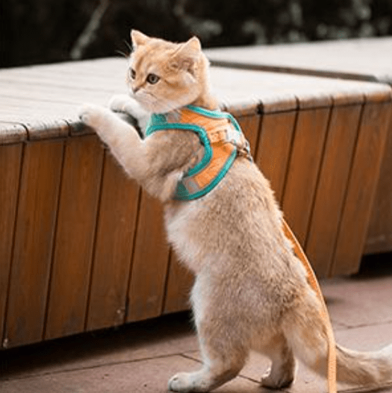 Escape Proof Cat Vest Harness and Leash Set - vzzhome