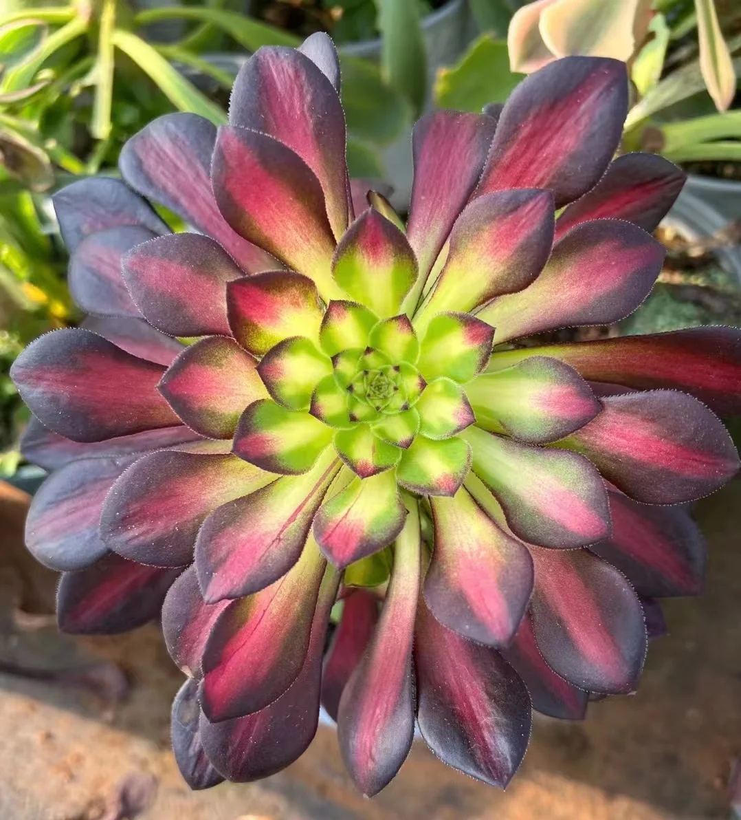 plant Aeonium Echeveria Haworthia  Caudex  Lithops Cactus  Agave 