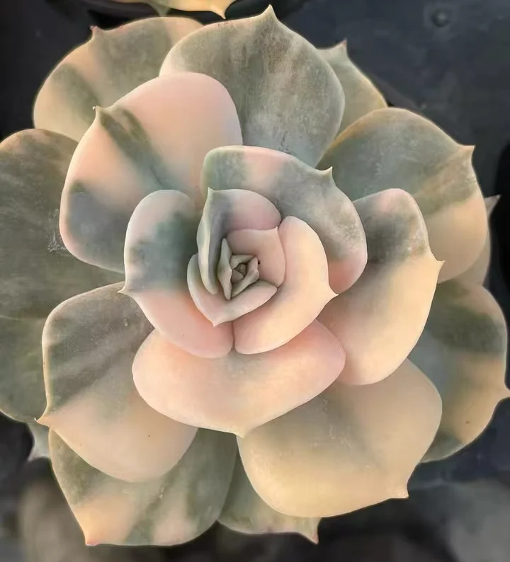 plant Aeonium Echeveria Haworthia  Caudex  Lithops Cactus  Agave 