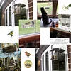 🐦2023 Spring Hot Sale💝 Arch Window Bird Feeder🏠-mysite-Adracos