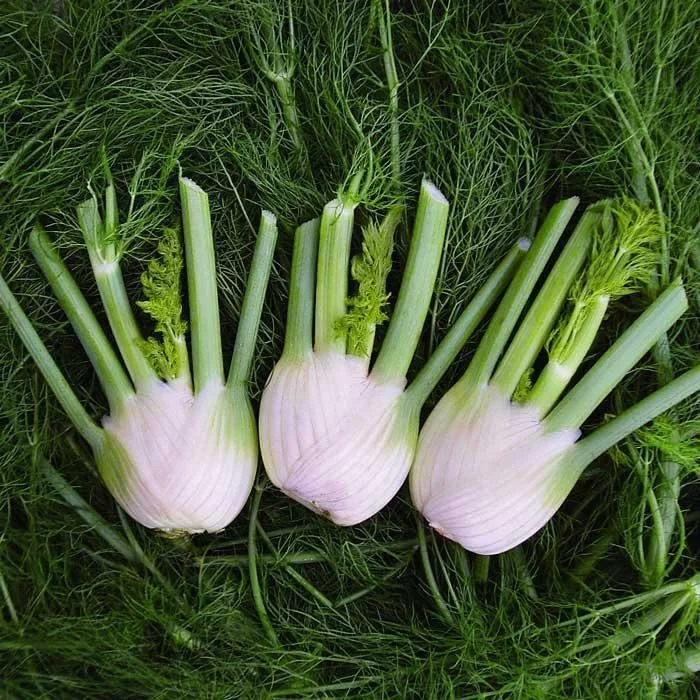 🌿✨ Bulbing Fennel Seeds – Flavorful, Fragrant, and Beautiful! 🍽️🌱