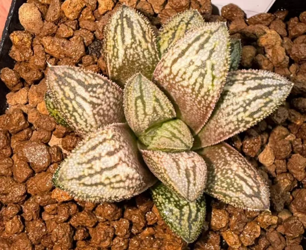 plant Aeonium Echeveria Haworthia  Caudex  Lithops Cactus  Agave 