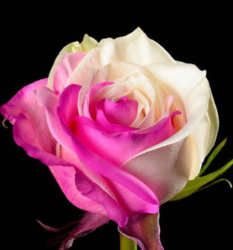 Fuchsia white rose seeds - 50 seeds Jonyparkseed®