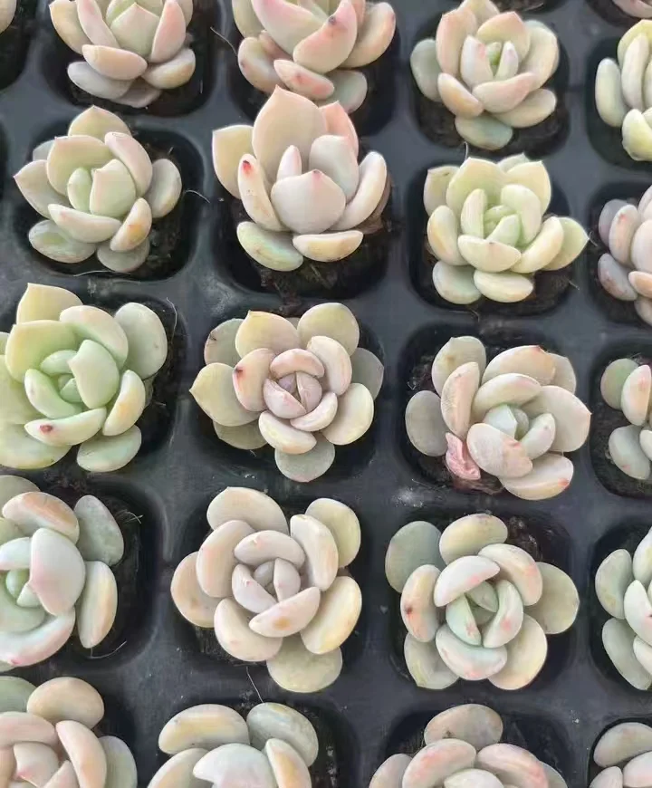 plant Aeonium Echeveria Haworthia  Caudex  Lithops Cactus  Agave 