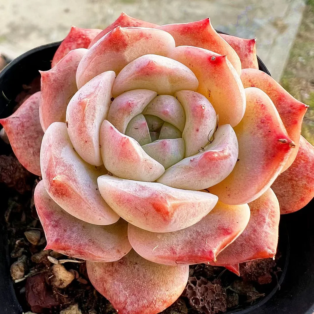 plant Aeonium Echeveria Haworthia  Caudex  Lithops Cactus  Agave 
