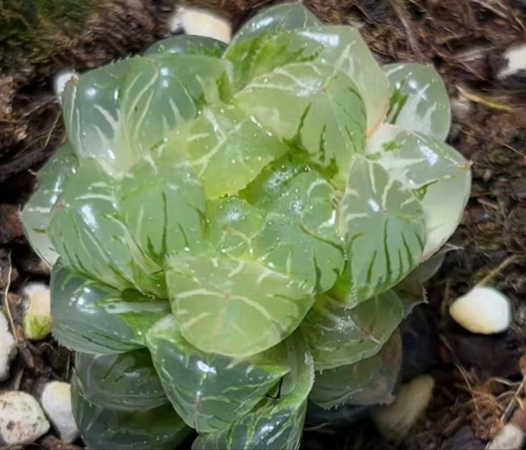 1150.Haworthia Teletubbies variegate /Haworthia/ Succulent plants / Garden landscape / Carefully select healthy plants