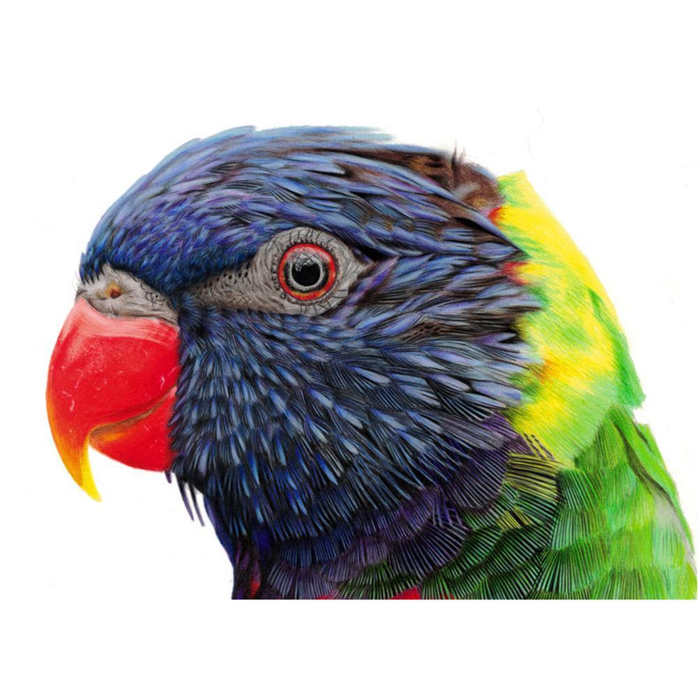 Rgb bird. Лорикет. Лорикет язык.