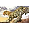 Diamond Painting -DIY Round Drill Leopard(40X70CM)