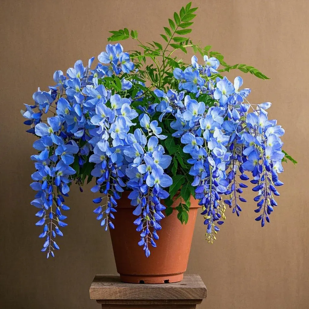 🇺🇸 Celebrate America’s 250th with Red, White & Blue Wisteria Seeds 🌸