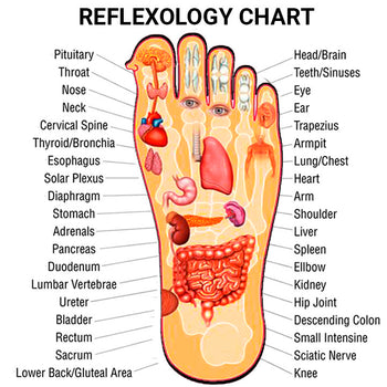 RFLEXOLOGY CHART