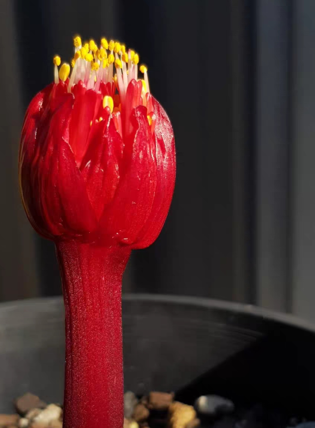 plant Aeonium Echeveria Haworthia  Caudex  Lithops Cactus  Agave 