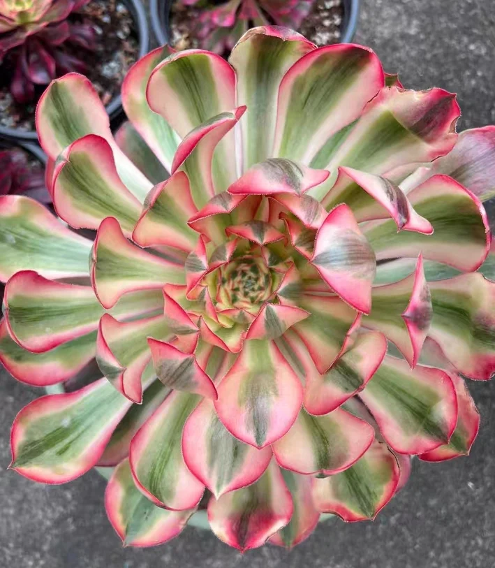 plant Aeonium Echeveria Haworthia  Caudex  Lithops Cactus  Agave 