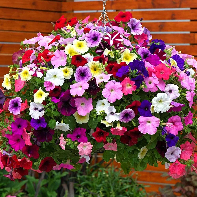  Multicolored  Petunia Seeds