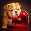 Love Dog Cat-Full Round Diamond Painting 30*30CM