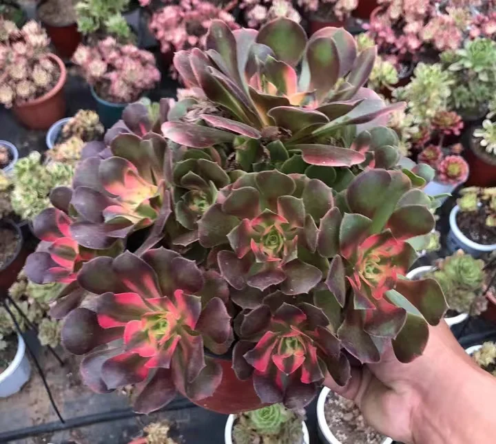 313.Athena cluster 20-25cm 8 heads/ Aeonium cluster/Aeonium plants / Garden landscape / Carefully select healthy plants