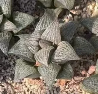 plant Aeonium Echeveria Haworthia  Caudex  Lithops Cactus  Agave 