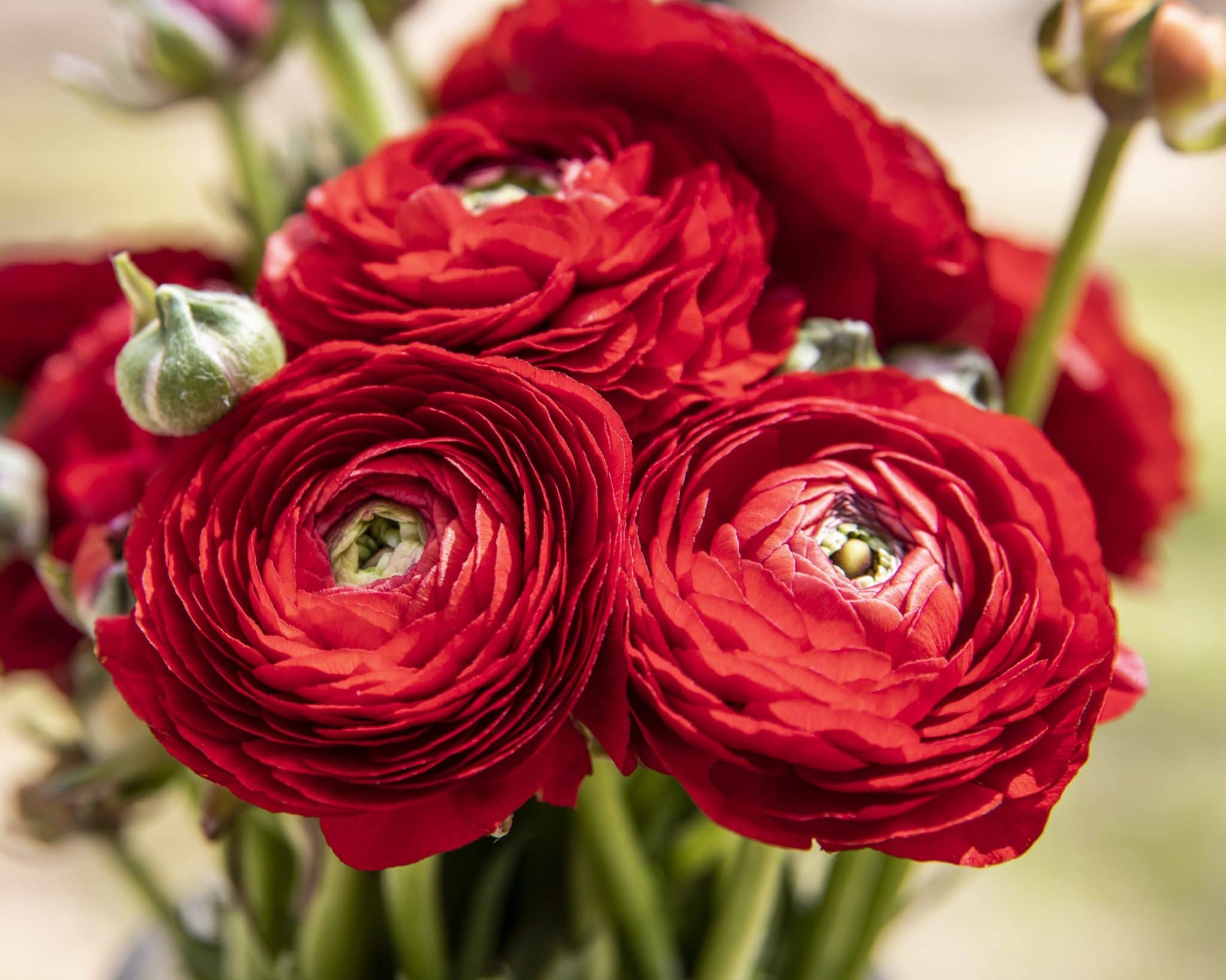 

Red Rosie Flowers – Paint By Numbers - 40*50CM, 501 Original