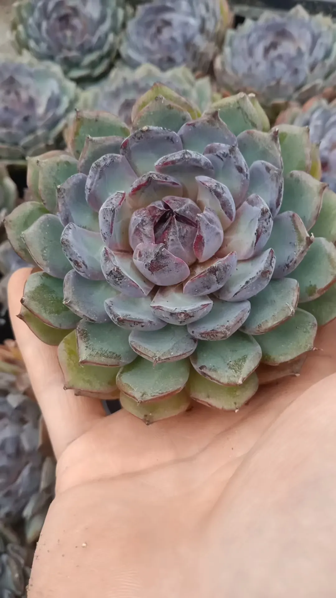 plant Aeonium Echeveria Haworthia  Caudex  Lithops Cactus  Agave 