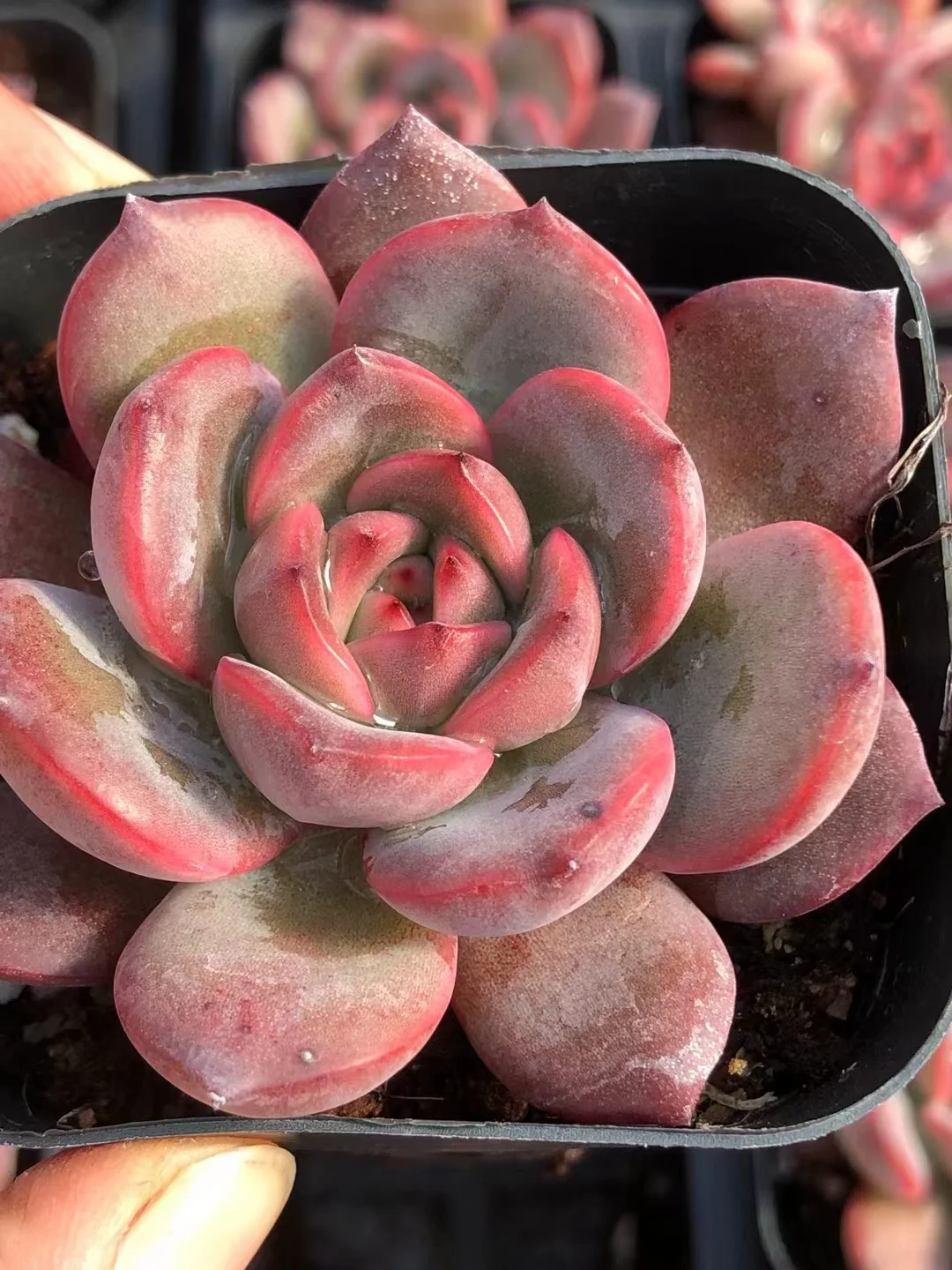 plant Aeonium Echeveria Haworthia  Caudex  Lithops Cactus  Agave 