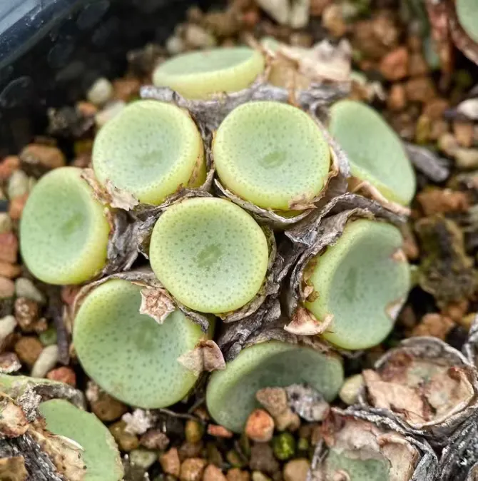 plant Aeonium Echeveria Haworthia  Caudex  Lithops Cactus  Agave 