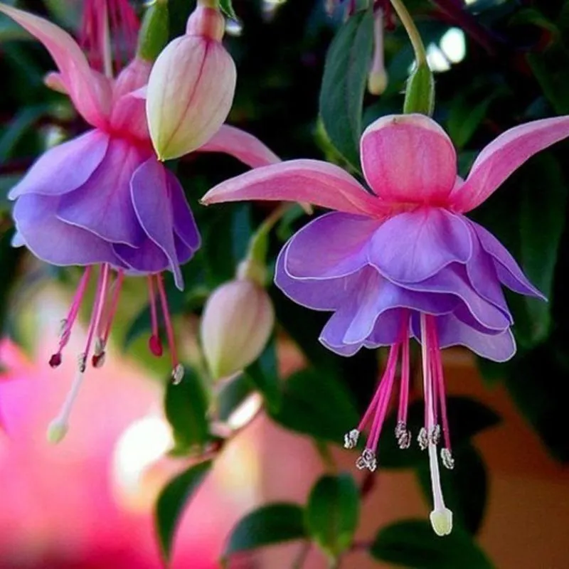 🧚🏼Fuchsia Flowers Seeds-Dancing Elf🪴Bonsai