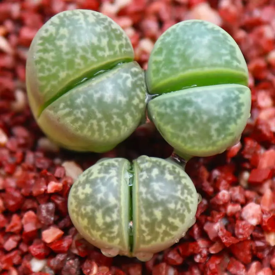 plant Aeonium Echeveria Haworthia  Caudex  Lithops Cactus  Agave 