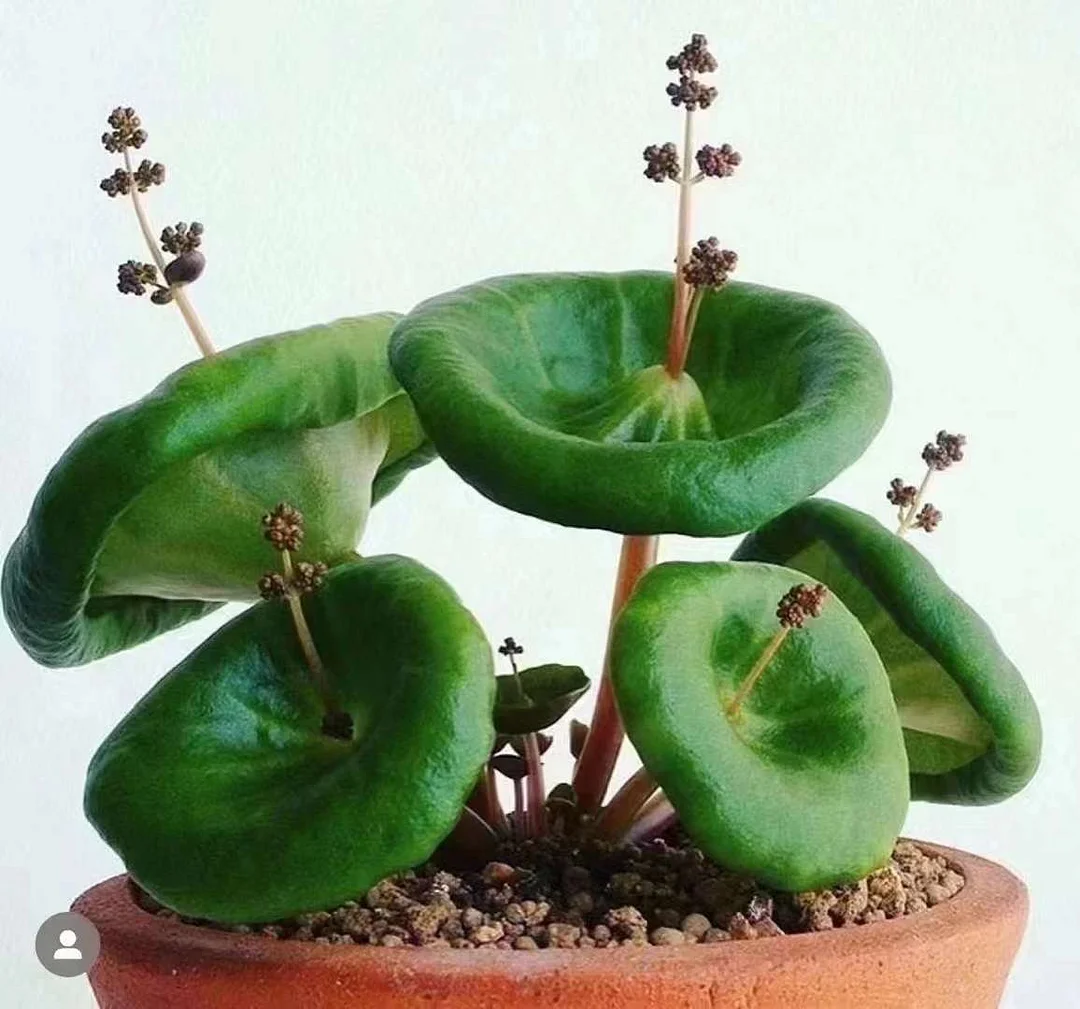 774.  Crassula umbella'Wine Cup' Spheroid diameter1.5-2cm / Caudex / Succulent plants / Garden landscape / Carefully select healthy plants