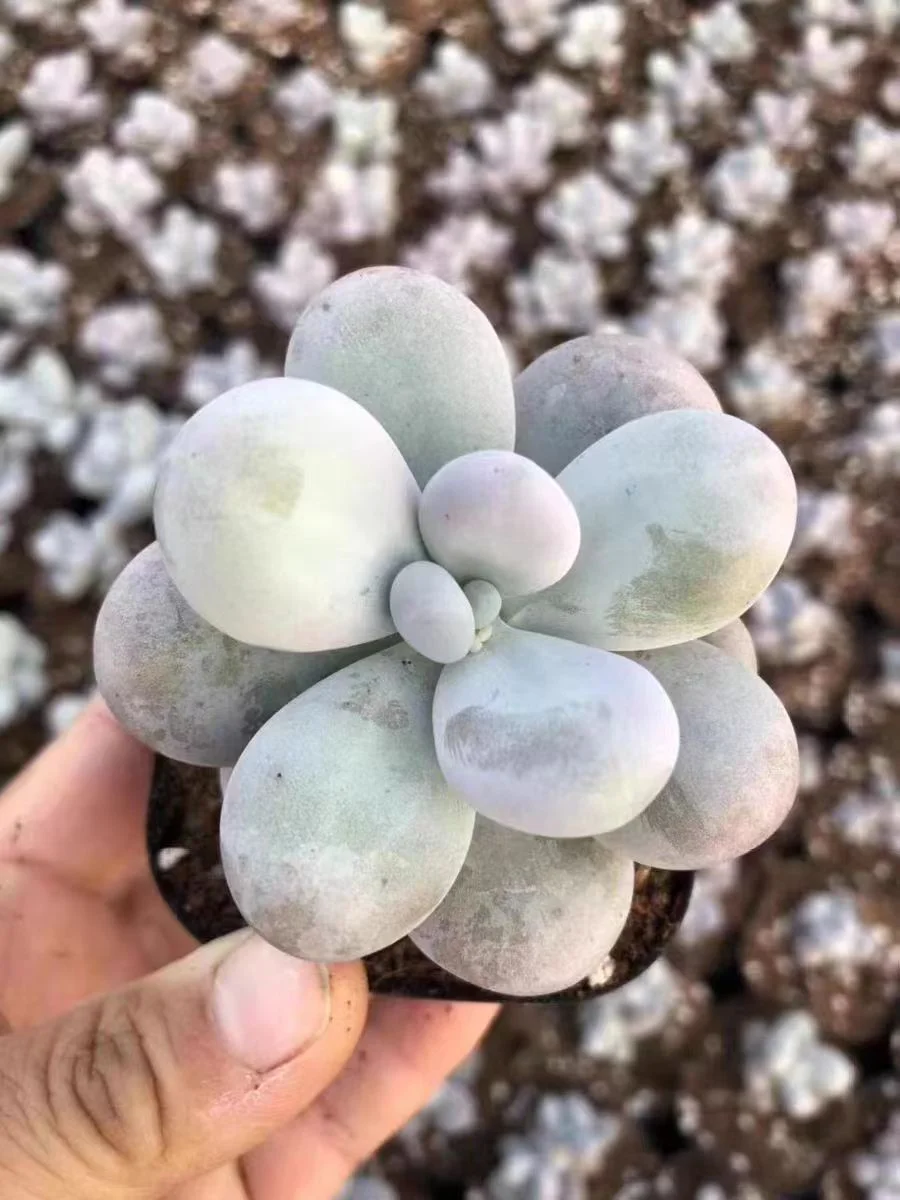 plant Aeonium Echeveria Haworthia  Caudex  Lithops Cactus  Agave 