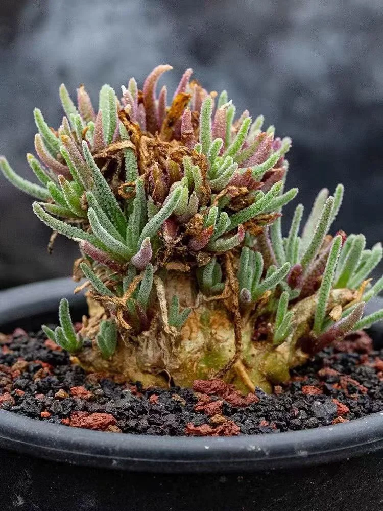 914. Phyllobolus resurgens 1-2cm/Caudex/Succulent plants/Garden landscape / Carefully select healthy plants