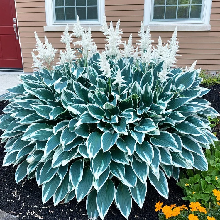 The Enchanting Hosta - Giant Blue-White Striped Hosta