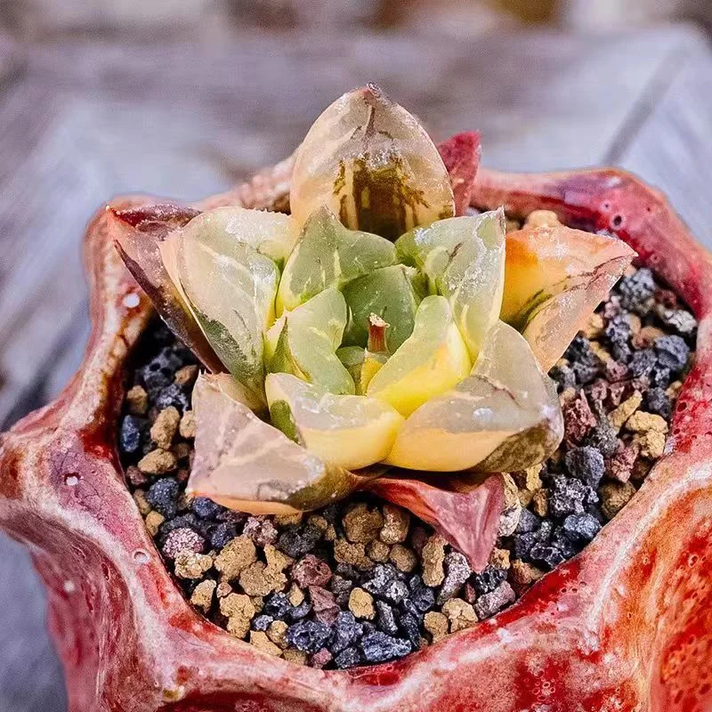 drc1.Haworthia mutica variegated 3cm/ Haworthia / Succulent plants / Garden landscape / Carefully select healthy plants